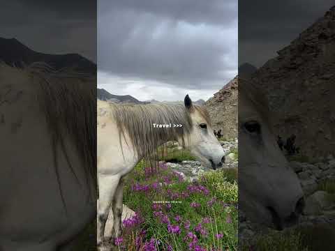 Video thumbnail for Ladakh: The Great Himalayan Journey Video 9 - Travel Vlogs & Visual Journeys